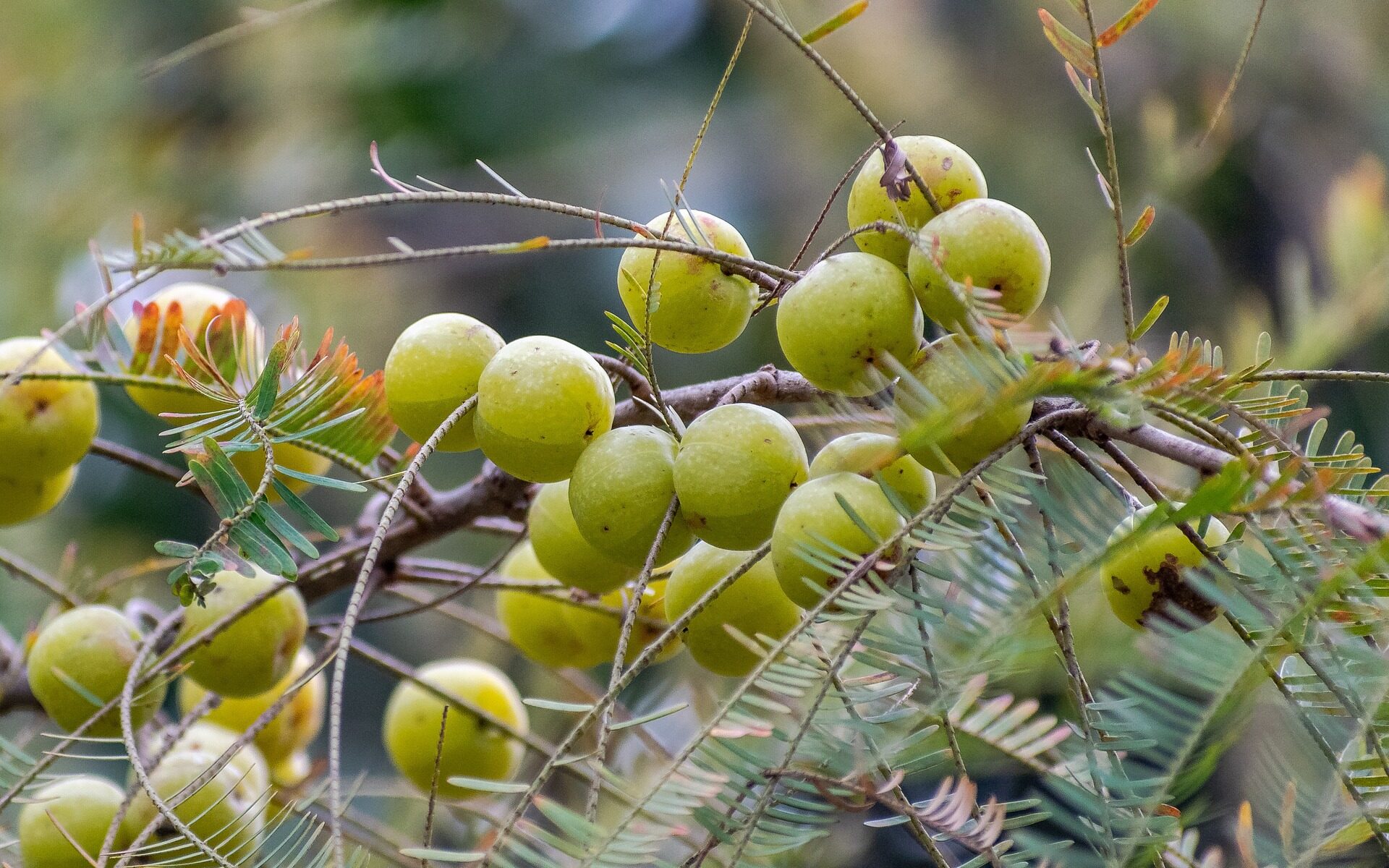 Gooseberry