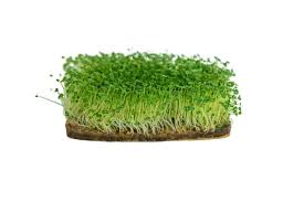 #microgreens