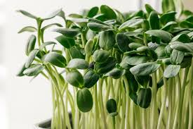 #microgreens